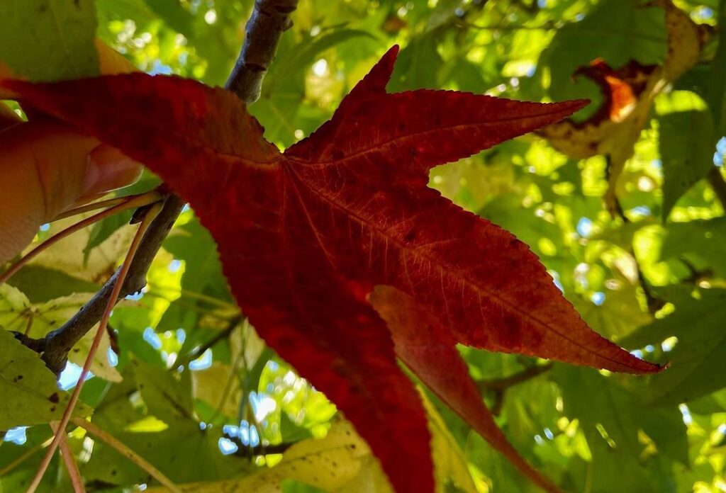 Folha vermelha em meio às folhas verdes