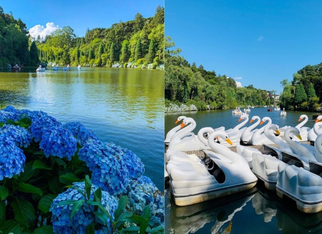 Lago Negro de Gramado, cisnes e hortênsias.